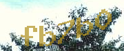 Sorry, this is a captcha